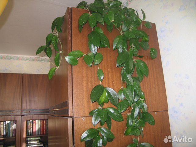 Уход за хойями в домашних условиях Уход за хойями в домашних условиях