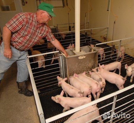 Содержание поросят в домашних условиях для начинающих Содержание поросят в домашних условиях для начинающих