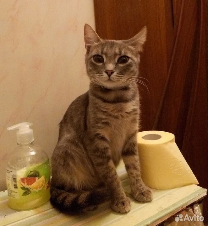 Милый котенок Римма в добрые руки купить на Зозу.ру - фотография № 2