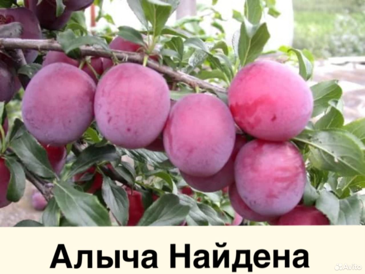 Саженцы и декоративные растения, качественный поса купить на Зозу.ру - фотография № 5