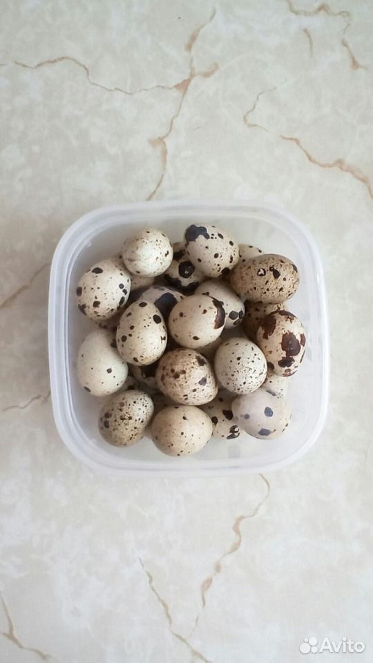 Инкубационное перепелиное яйцо купить на Зозу.ру - фотография № 1