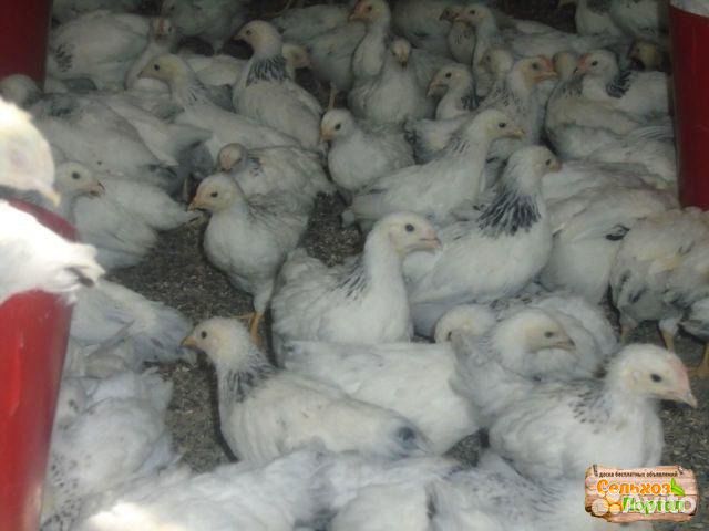 Коксовский инкубатор реализует цыплят купить на Зозу.ру - фотография № 2