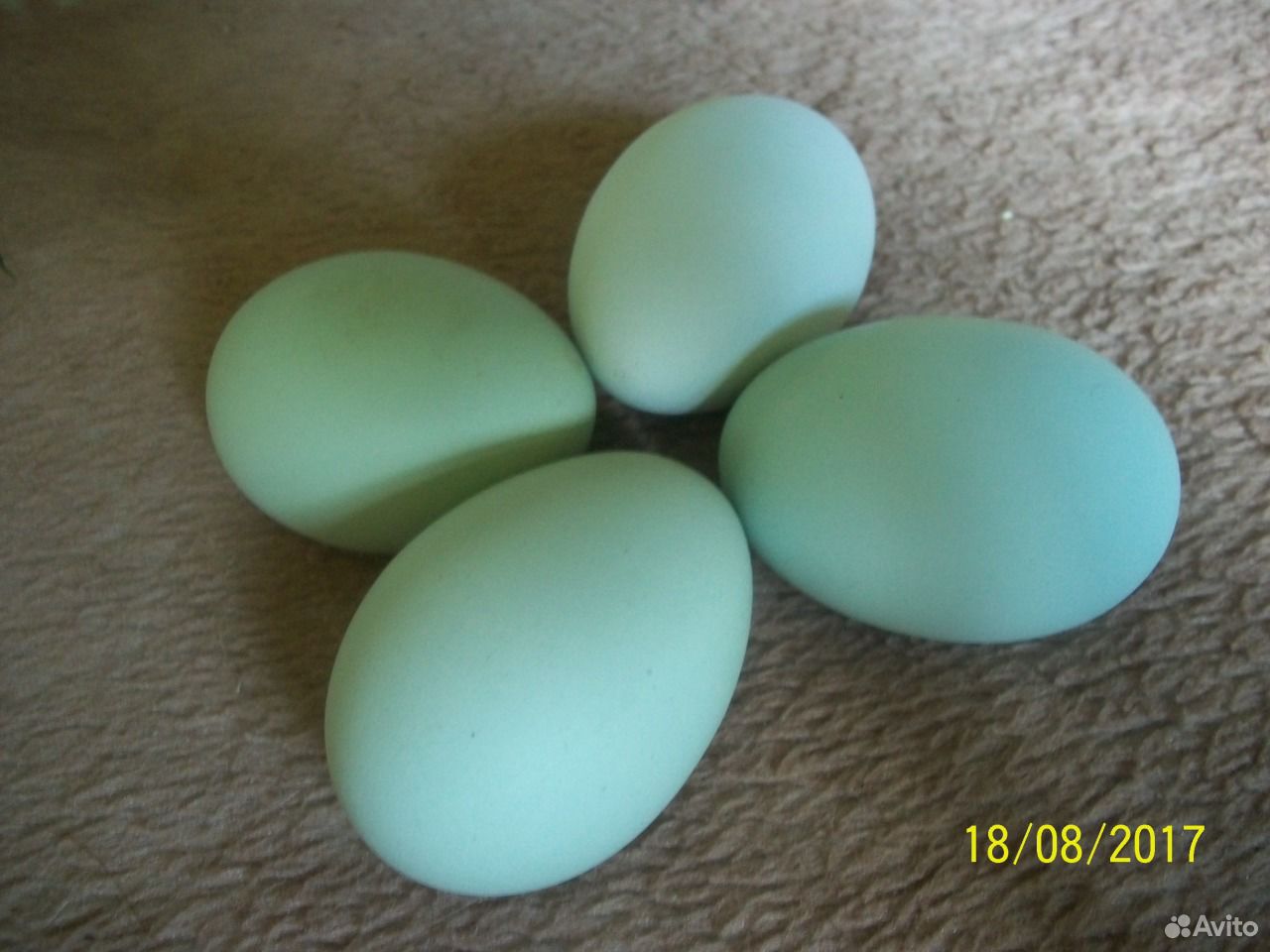 Яйцо инкубационное от кур и уток купить на Зозу.ру - фотография № 4