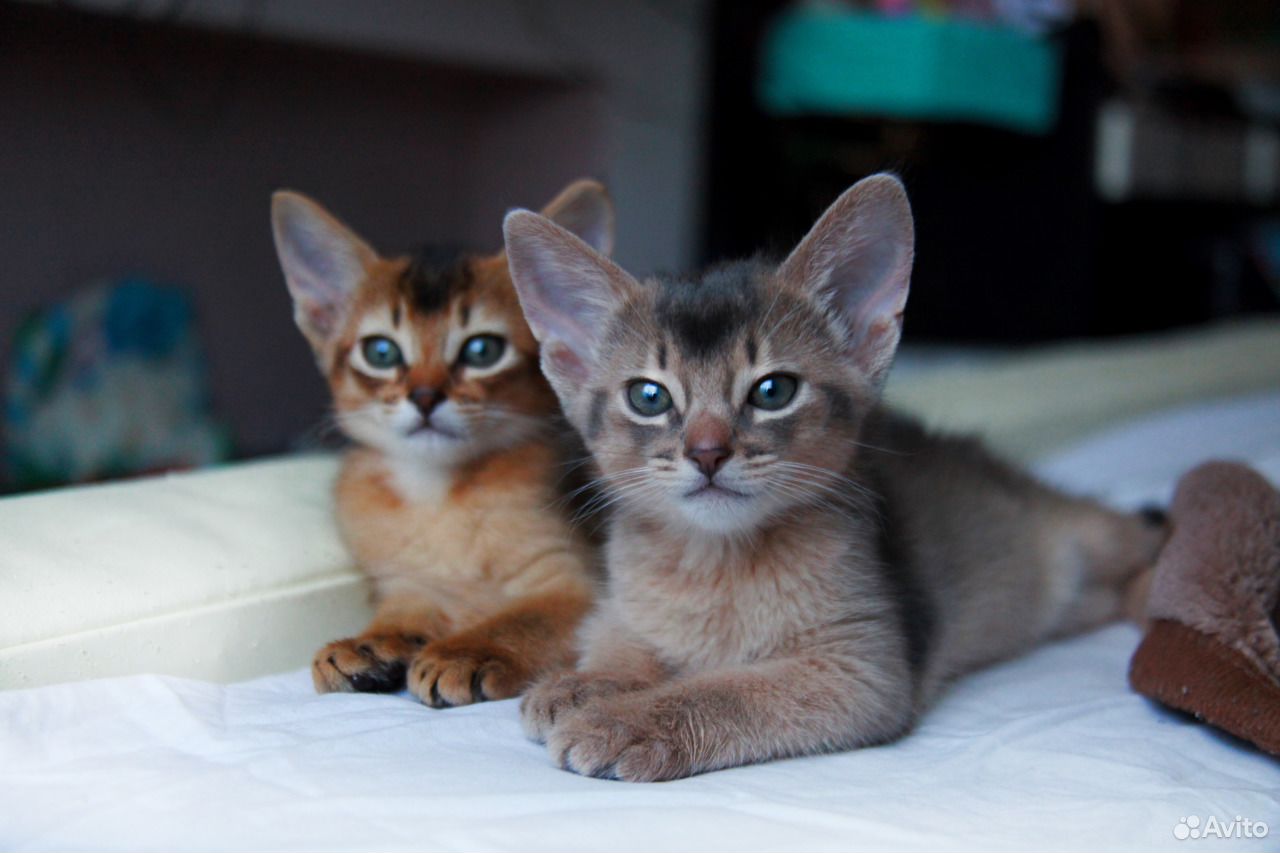 Абиссинская Кошка Котята Фото
