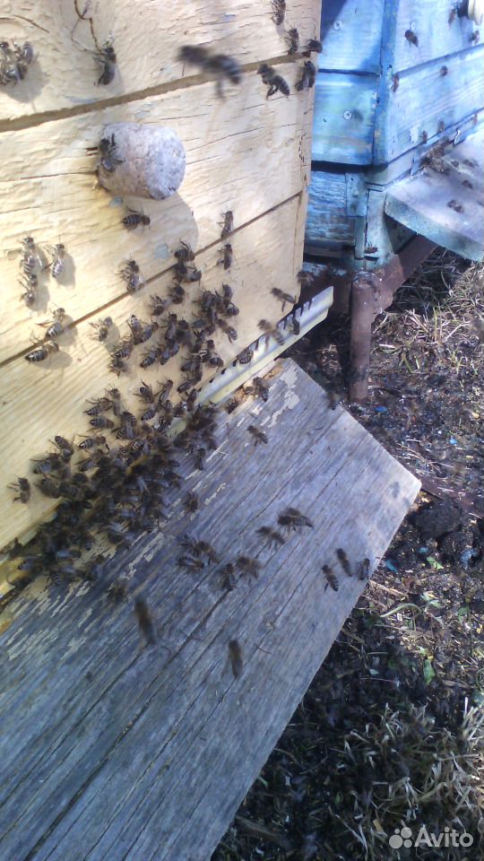 Семьи пчел на высадку купить на Зозу.ру - фотография № 4