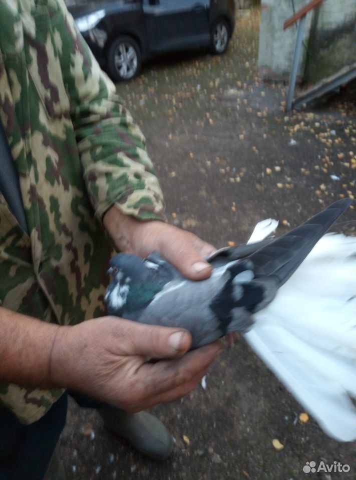 Продаются николаевские голуби купить на Зозу.ру - фотография № 5