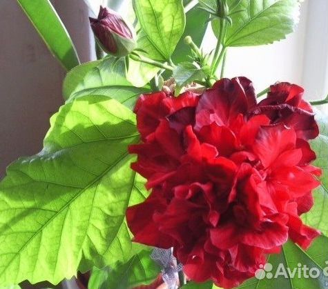 Гибискус махровый красный (китайская роза)(меняю) купить на Зозу.ру - фотография № 1