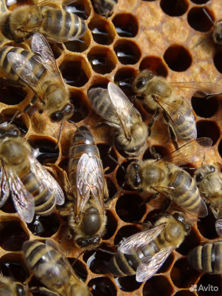 Пчелосемьи, пчелопакеты купить на Зозу.ру - фотография № 2