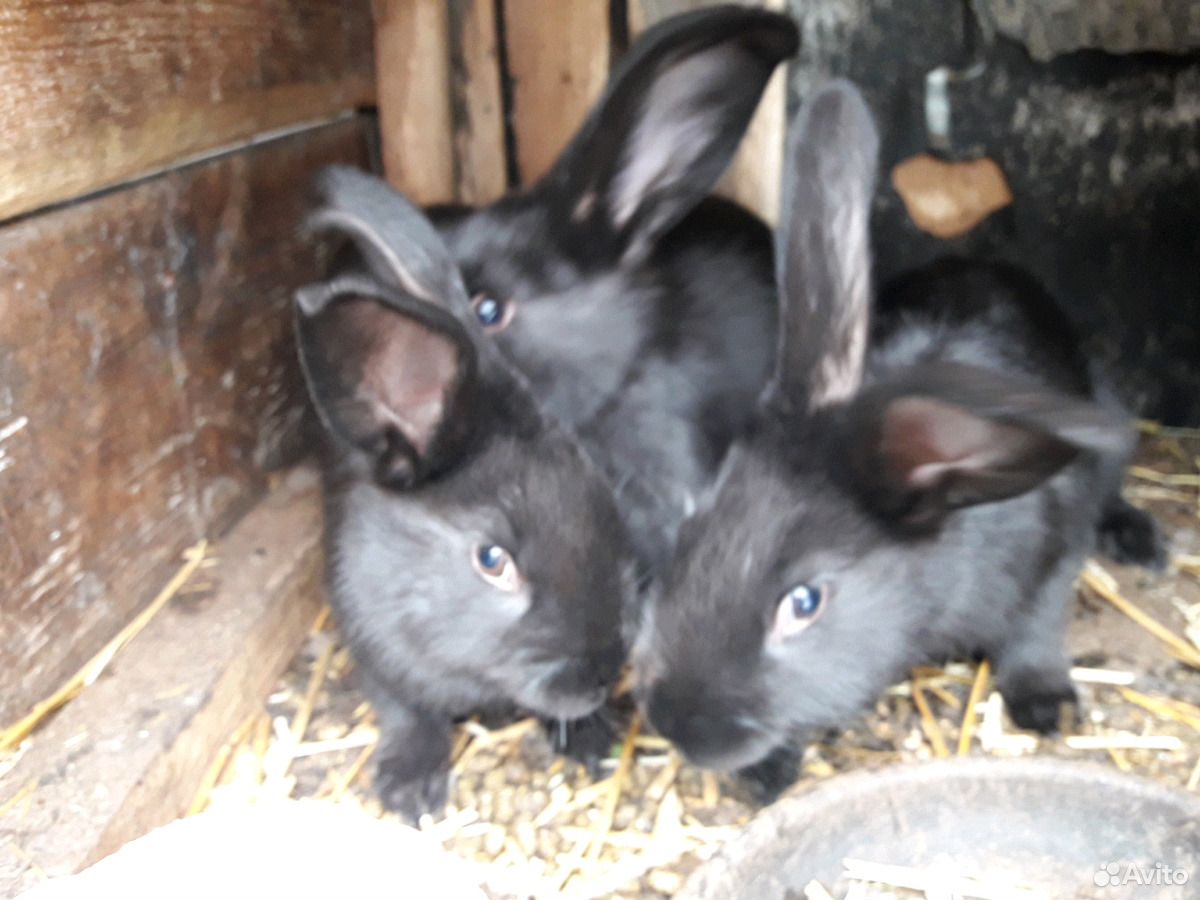 Кролики гладкие,шерстяные,декоративные купить на Зозу.ру - фотография № 2