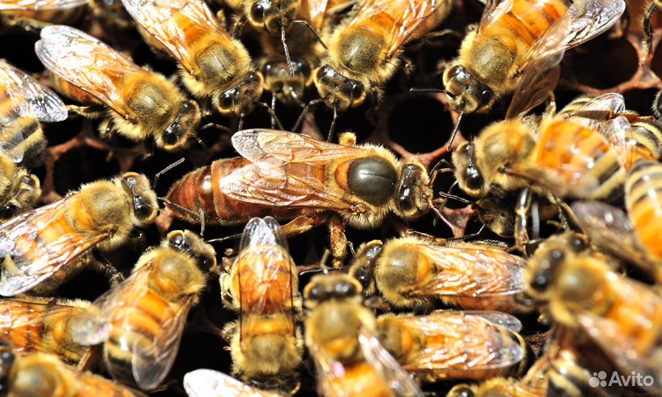 Продам пчел (семьи, пакеты, матки) порода бакфаст купить на Зозу.ру - фотография № 1