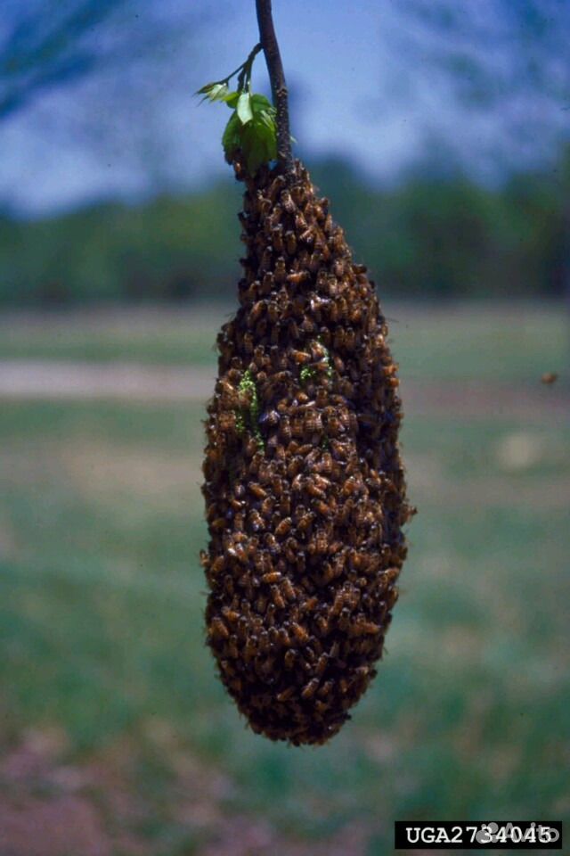 Помогу Вам убрать рой пчел с Вашей территории купить на Зозу.ру - фотография № 3