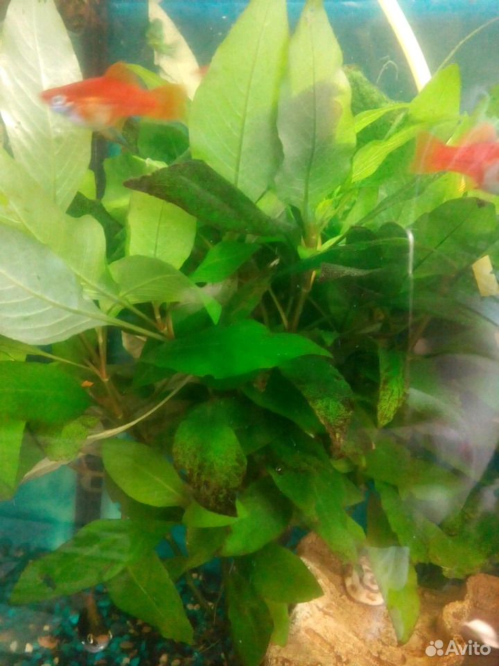 Растение для аквариума купить на Зозу.ру - фотография № 1