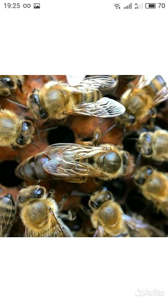 Пчелопакеты -Пчелосемьи купить на Зозу.ру - фотография № 2