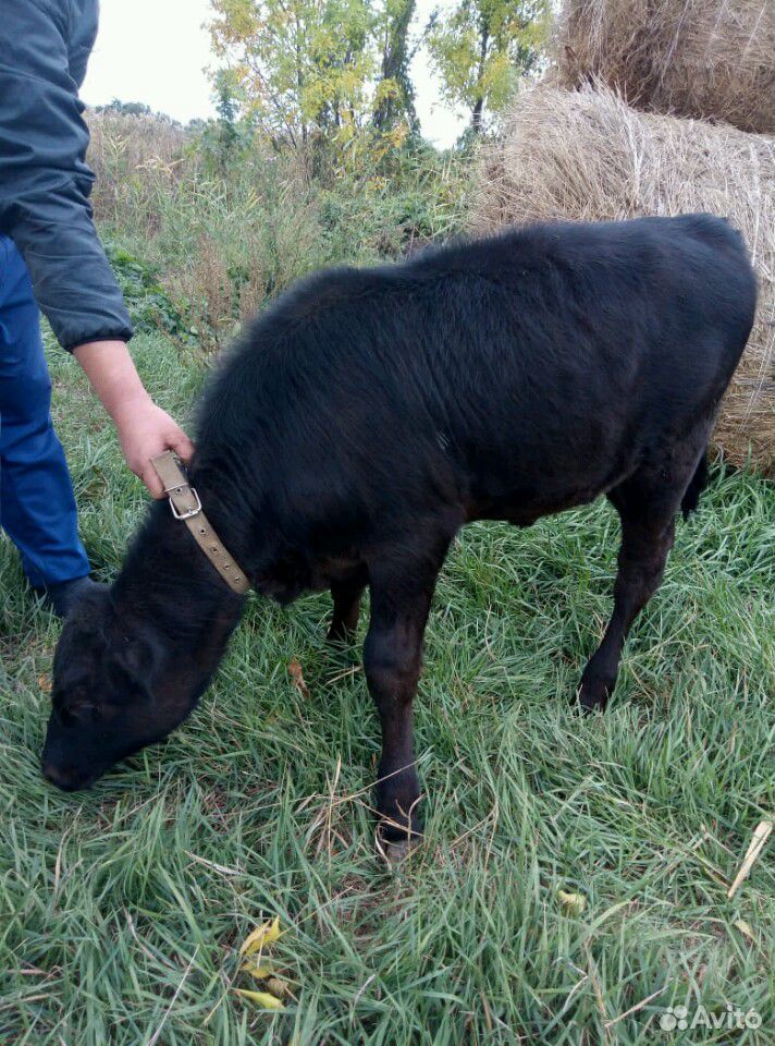 Продаю корову на мясо,теленка на молоко купить на Зозу.ру - фотография № 3