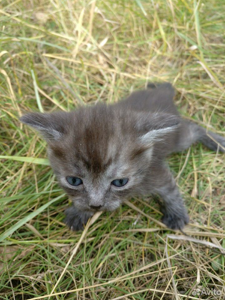 Котята серенькие полосатые кошка купить на Зозу.ру - фотография № 5