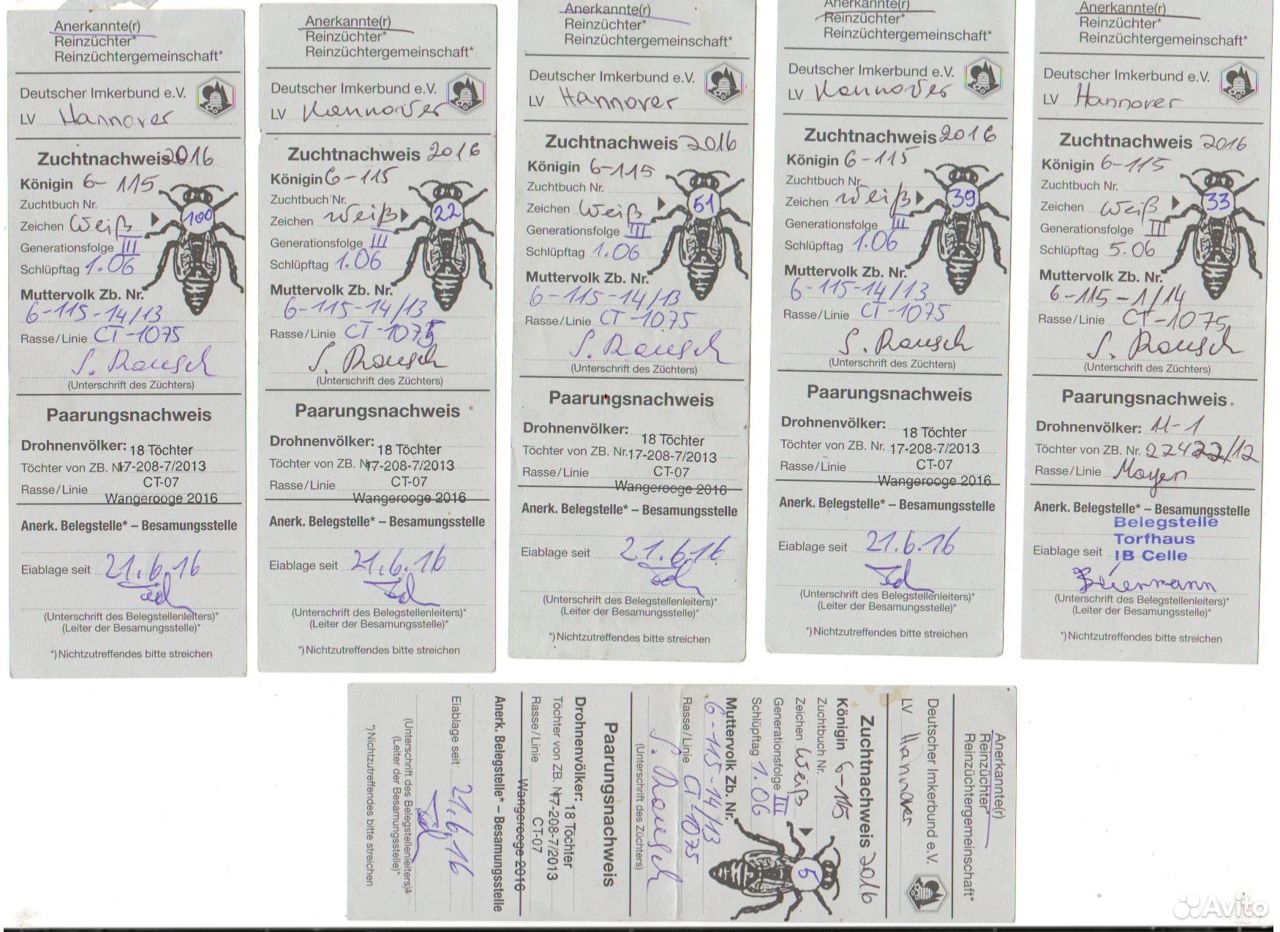 Пчелопакеты купить на Зозу.ру - фотография № 7