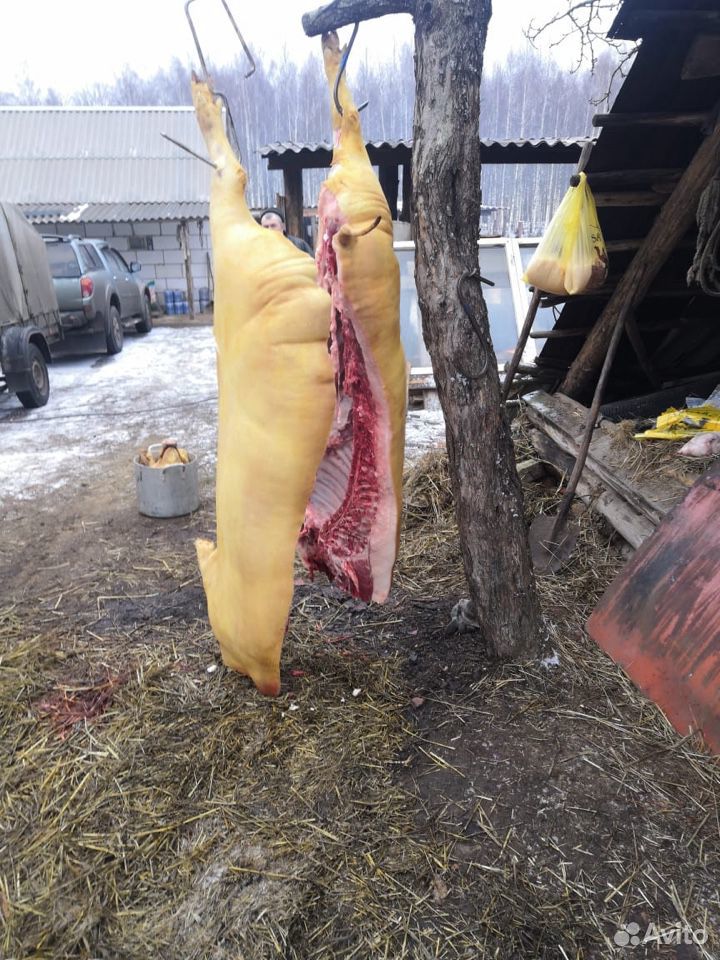 Продам Мясо Свинина Выкормленная в домашних услови купить на Зозу.ру - фотография № 8