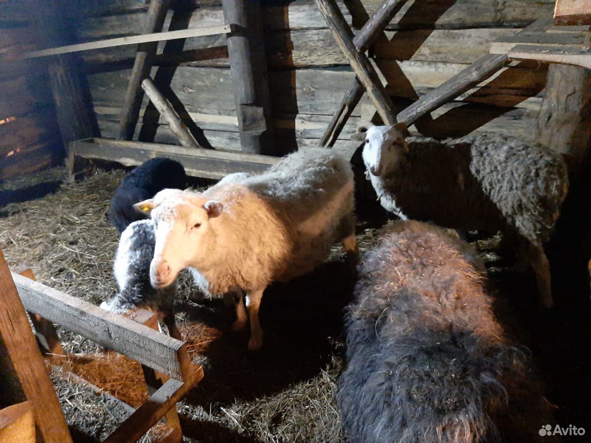 Баран и овцы купить на Зозу.ру - фотография № 4