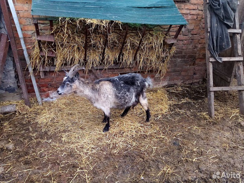 Молочные козы и козлята купить на Зозу.ру - фотография № 3