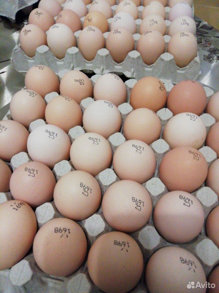 Инкубационное яйцо бройлера Кобб 500 купить на Зозу.ру - фотография № 1