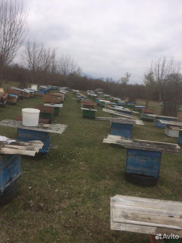 Мёд цветочный разнотравы купить на Зозу.ру - фотография № 4