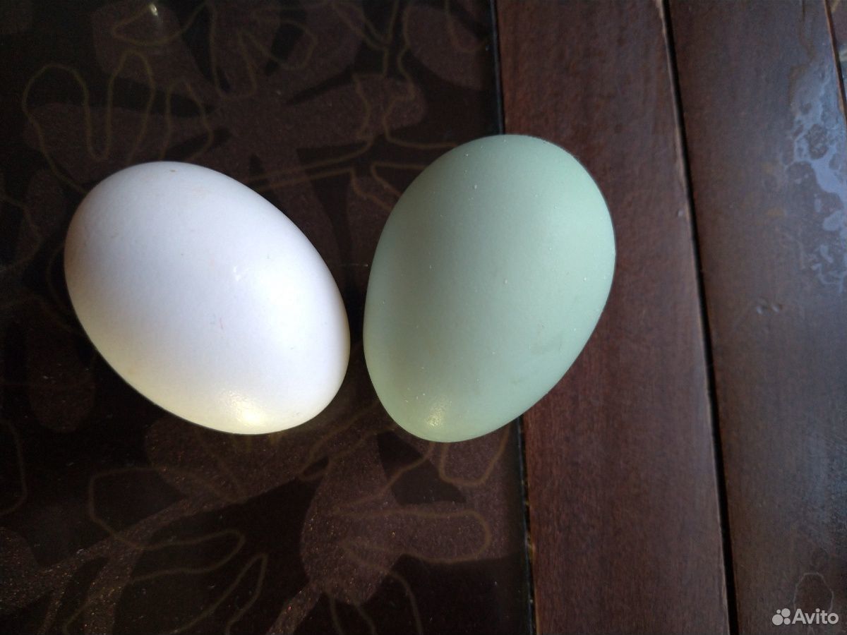 Инкубационное яйцо Легбар купить на Зозу.ру - фотография № 3