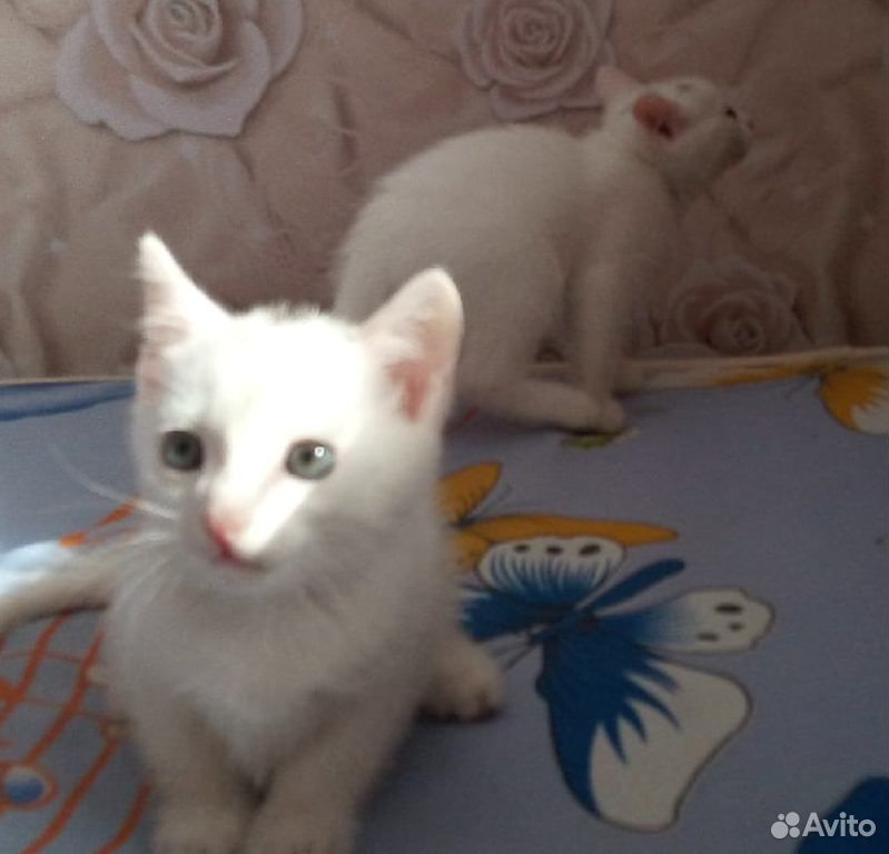 Котята в добрые ласковые руки купить на Зозу.ру - фотография № 3
