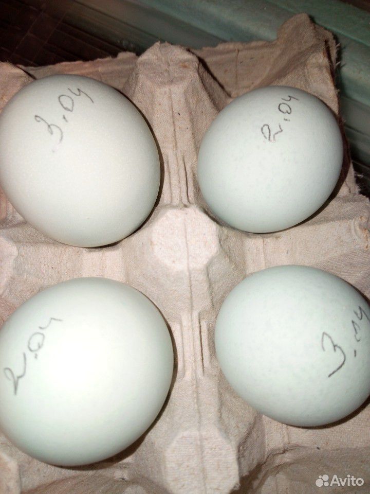 Инкубационное яйцо ухейилюй купить на Зозу.ру - фотография № 1