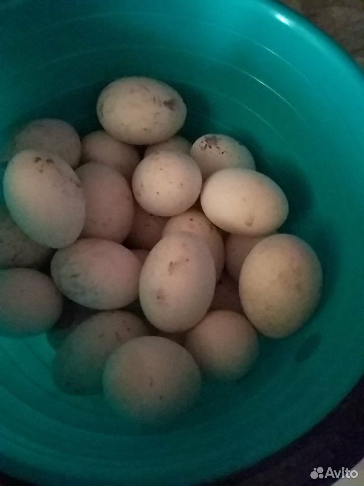 Инкубационное яйцо утки, индоутки купить на Зозу.ру - фотография № 1