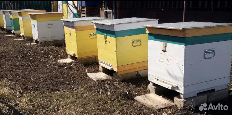 Пчёлы в улье с магазином купить на Зозу.ру - фотография № 1