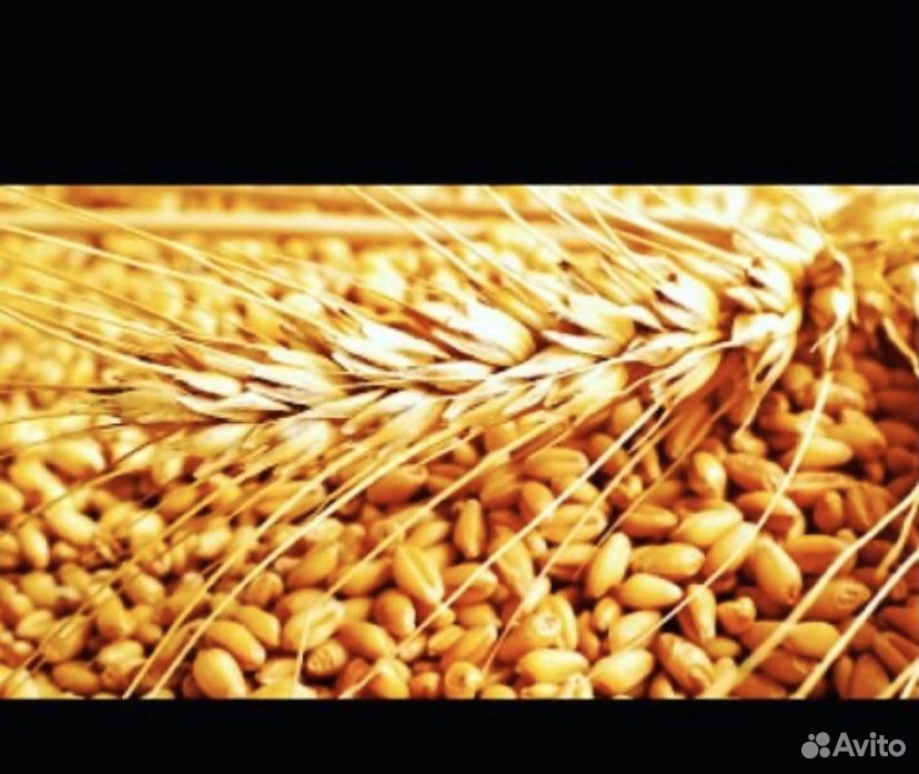 Пшеница купить на Зозу.ру - фотография № 1