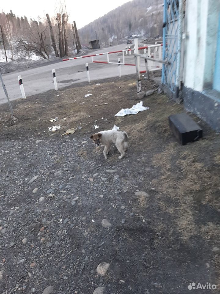 Отдам щенка купить на Зозу.ру - фотография № 3