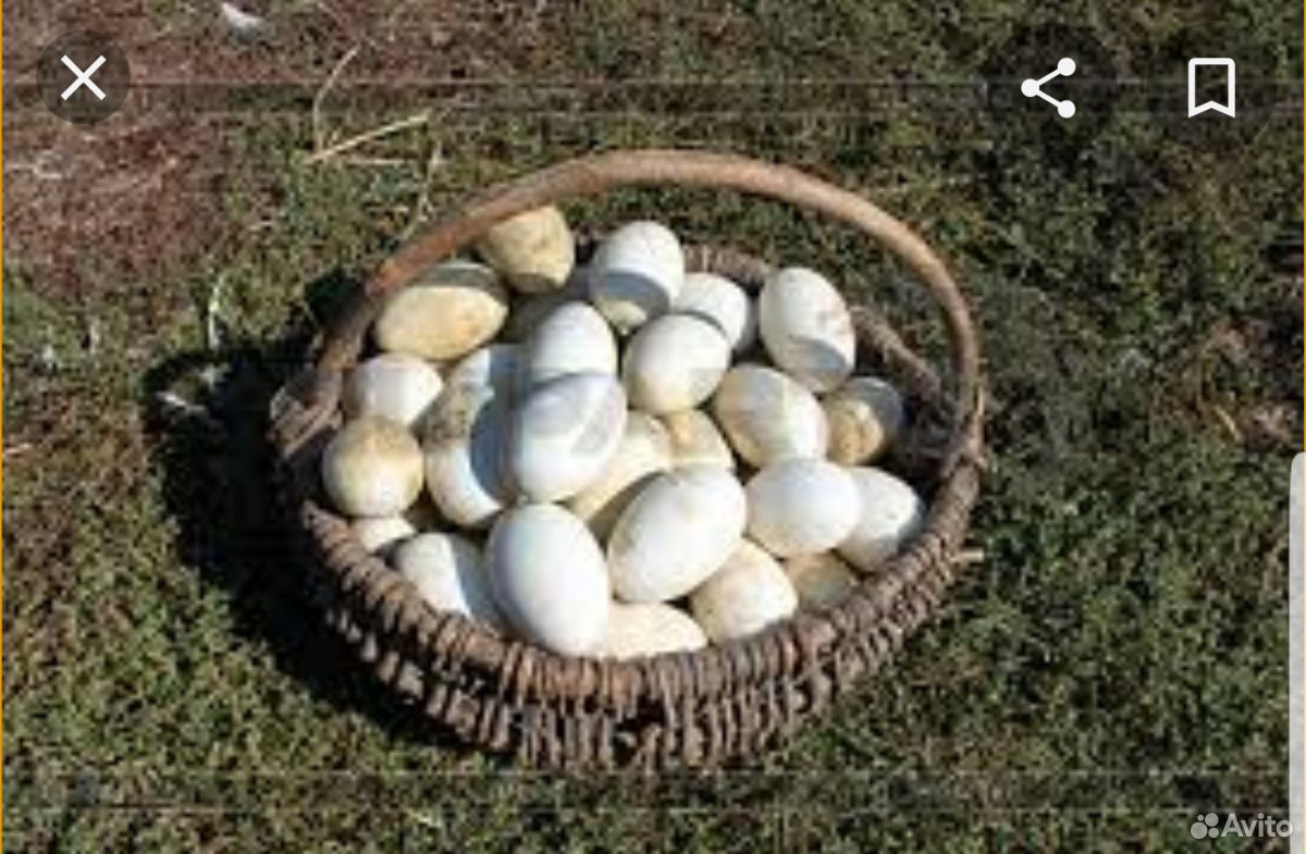 Гусиные яйца,на закладку В инкубатор купить на Зозу.ру - фотография № 2