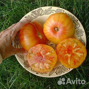 Рассада томатов купить на Зозу.ру - фотография № 3