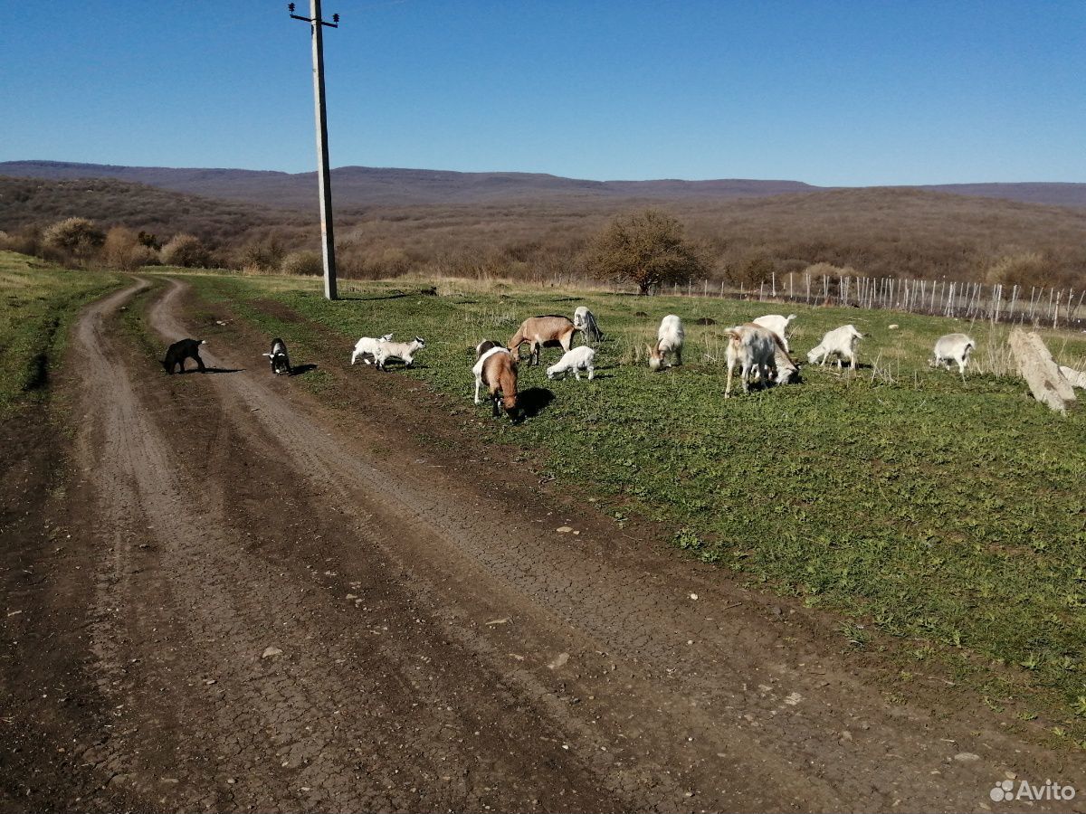Козы двойные, козлята, коровы 2,телка июнь отел, т купить на Зозу.ру - фотография № 2