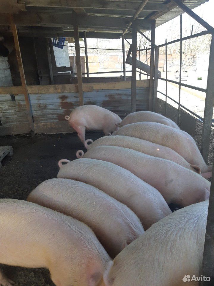 Свиньи породы ландрас купить на Зозу.ру - фотография № 3