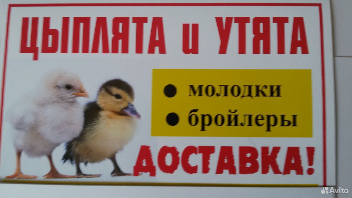Утята, цыплята купить на Зозу.ру - фотография № 1