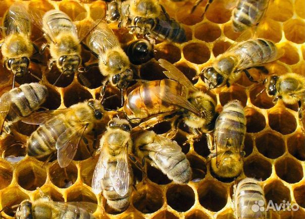 Пчелапакеты купить на Зозу.ру - фотография № 1