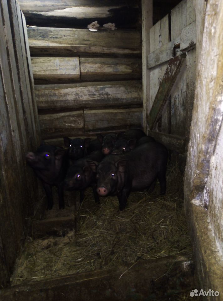 Козлик 3,5 мес. Вьетнамский свиньи купить на Зозу.ру - фотография № 1