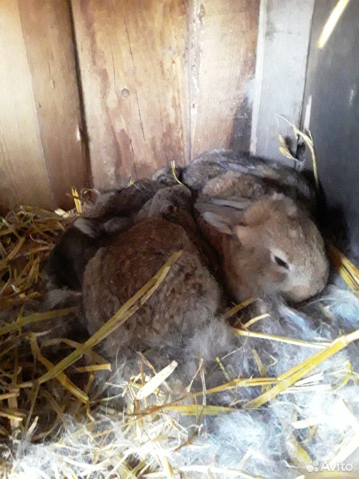 Кролики четырёх месяцев,и самки с малышами в налич купить на Зозу.ру - фотография № 5