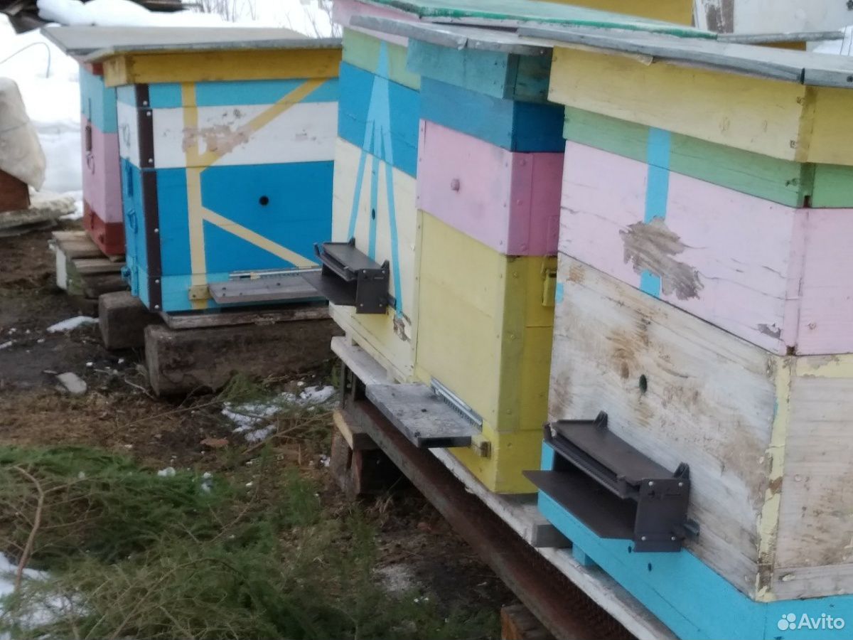 Пчелы ульи пчелочемья купить на Зозу.ру - фотография № 3
