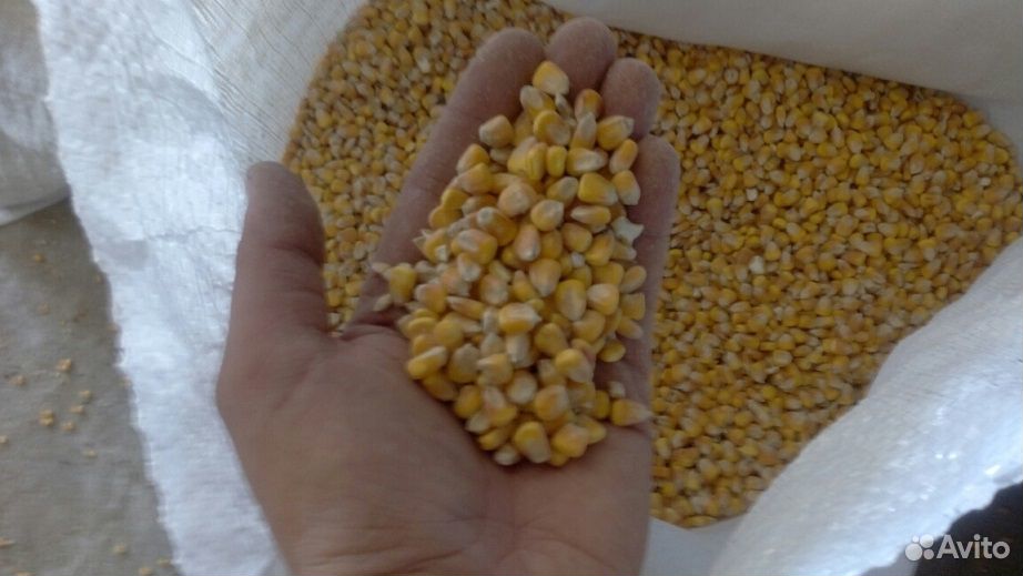 Пшеница, Ячмень, Кукуруза урожая19 года в мешках купить на Зозу.ру - фотография № 4