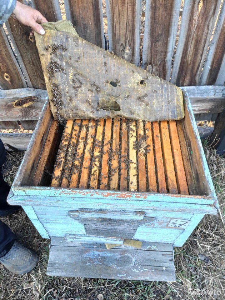Продаются пчёлы купить на Зозу.ру - фотография № 5