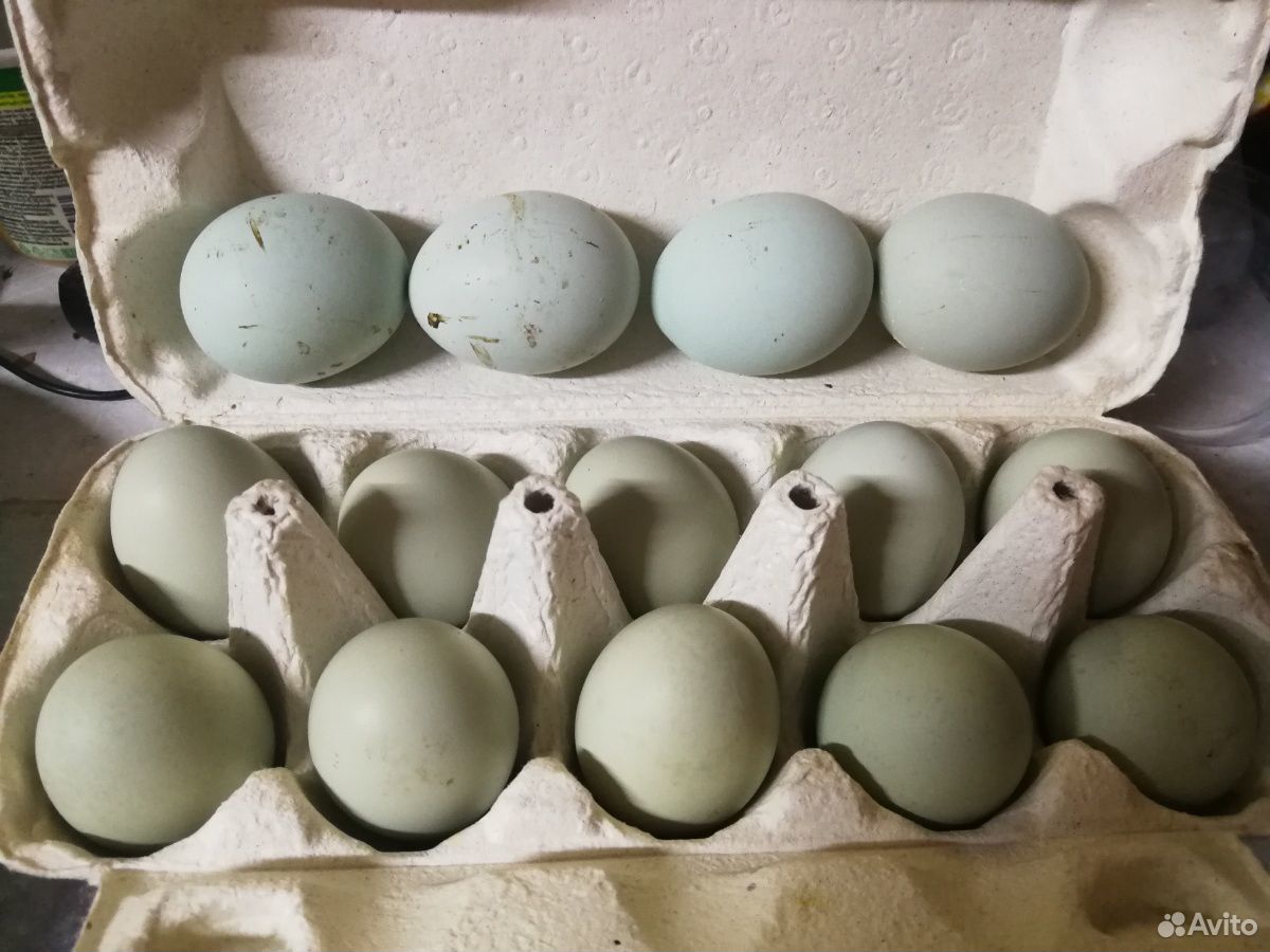 Инкубационное яйцо Ухейилюй чистокровные купить на Зозу.ру - фотография № 4