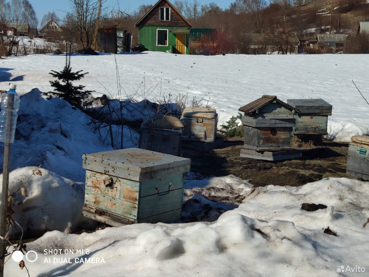 Продам 13 пчелосемей купить на Зозу.ру - фотография № 3