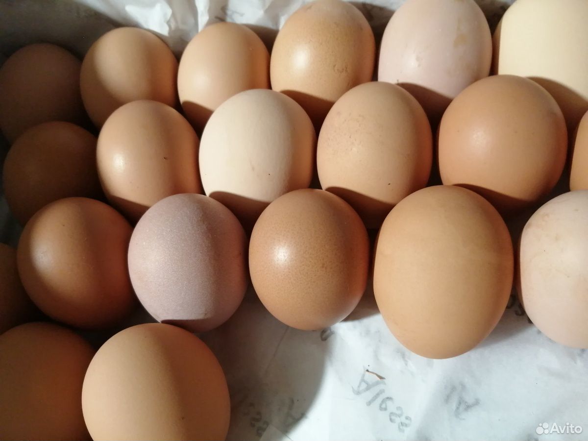 Яйца гусиные и куриные инкубационные купить на Зозу.ру - фотография № 4