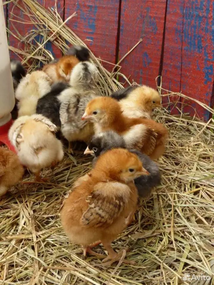 Цыпленок домашней курицы купить на Зозу.ру - фотография № 2