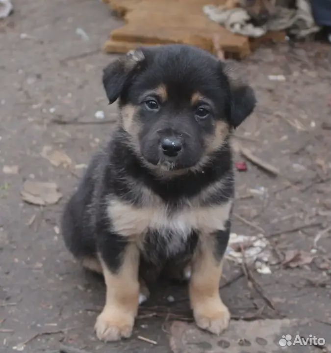 Собаки-дворняги для охраны дома купить на Зозу.ру - фотография № 2