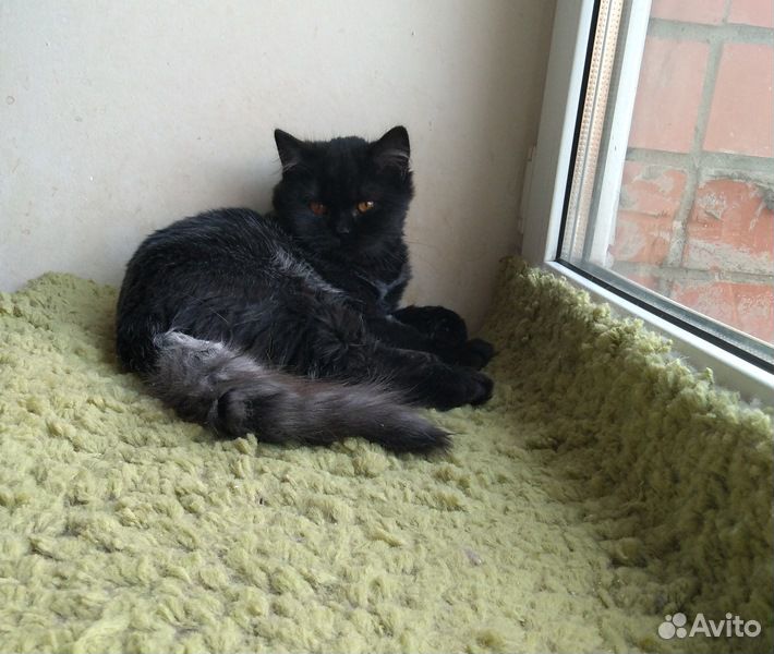 Британский черный котик купить на Зозу.ру - фотография № 5