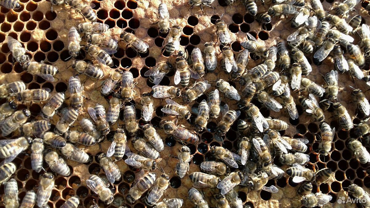 Продажа пчело-отводков купить на Зозу.ру - фотография № 2